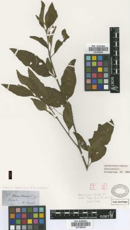 Solanum bahamense L. var. Griseb. lanceolatum[type]