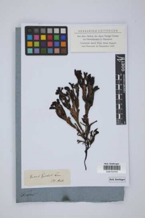 Fucus spiralis L.