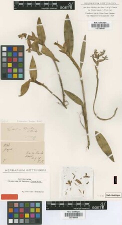 Epidendrum barbae Rchb.f.