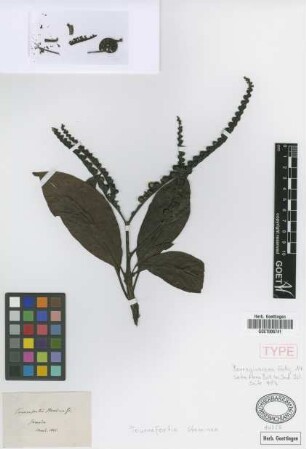 Tournefortia staminea Griseb. [syntype]