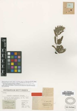 Alkanna pulmonaria Griseb. [holotype]