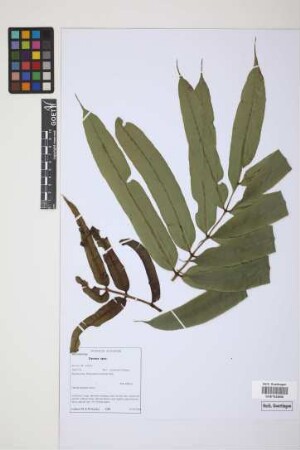 Danaea spec