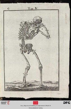 Tab. IV [Skelett (Rückansicht)]