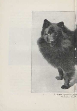 Schwarzer Spitzrüde "Sieger Morro v. d. Elster"