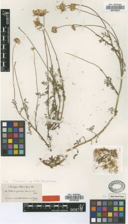 Anthemis graveolens Boiss. [type]