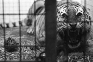 Nachwuchs bei den sibirischen Tigern im Karlsruher Zoo