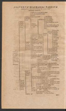 Secundum Diagramma Partium Capitis Externarum Enumerationem continens.