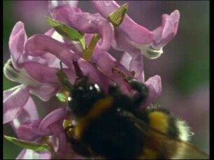 Blüteneinbruch der Erdhummel (Bombus terrestris)