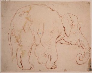 Stehender Elefant