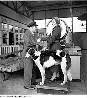 Berlin-Tempelhof. Flughafen. Deutsche Luftfestspiele 1930. Luftgüter-Abfertigung. Dame mit Hund auf einer Frachtwaage