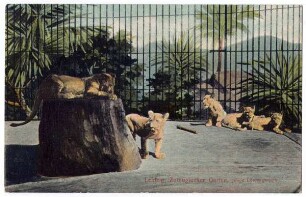 Leipzig, Zoologischer Garten : Junge Löwengruppe