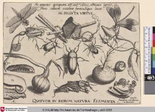[Insekten, Pflanzen und Früchte]