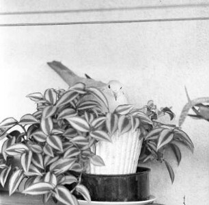 Vogelbrut in einer Topfpflanze auf einem Balkon in der Kantstraße.
