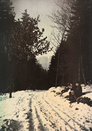 Rast am Wegesrand im Winterwald