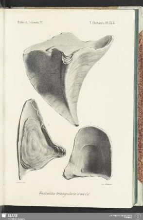 Pl. 546