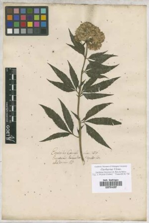 Eupatorium