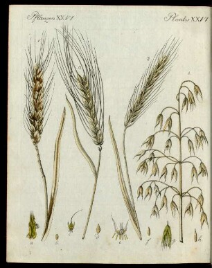 Getraide-Arten.