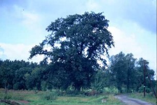 Großbaum am Wegrand