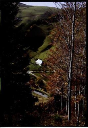 Münstertal, Obermünstertal: Straßenserpentine an der Stampf, links Tanne