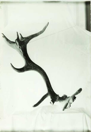 Cervus elaphus