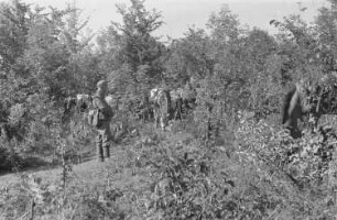 Zweiter Weltkrieg. Frontbilder. Sowjetunion. Troß der deutschen Wehrmacht mit Pferdefuhrwerken in einem Wald. Weidende Pferde während einer Rast