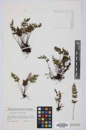 Cheilanthes guanchica Bolle