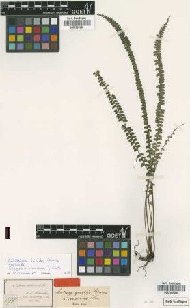 Lindsaea concinna J.Sm.