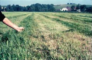 Fotografie: Feldfrucht, Feldfutter