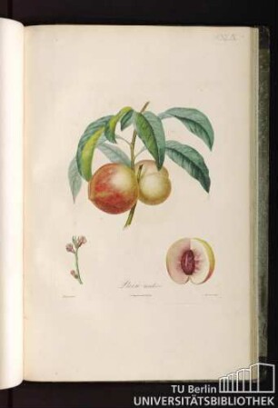 Pl. XLIX. Pavie tardive.