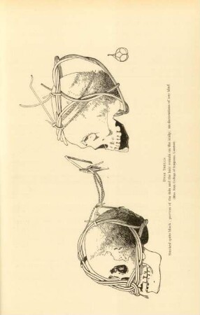 Dyak skulls