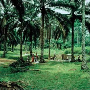 Oda (Ghana). Frauen beim Wäsche waschen in einem Palmenhain, 18. Februar 1959