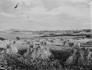 Abgeerntetes Feld : Aufgestellte Strohbündel auf einem abgeerntetem Feld.
