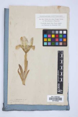 Iris pallescens