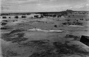 Am Ostufer der Isla de Panza : Am Ostufer der Isla de Panza auf dem Lago Poopó: Blick auf durch die Hebung des Seespiegels abgestorbene und unter Wasser gesetzte Pflanzen.