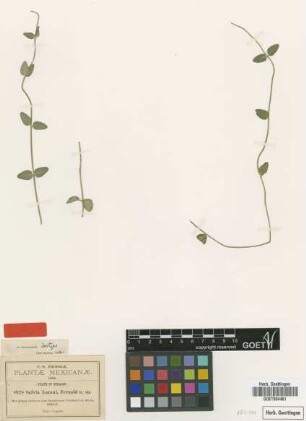 Salvia lozani Fernald [isotype]