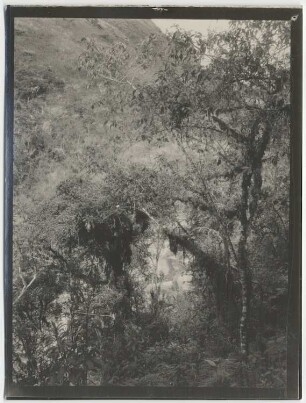 Nebelwald von Challana