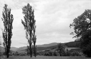 Pappeln vor Landschaft, Dreisamtal