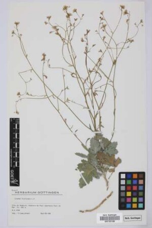 Crambe fruticosa L.f.