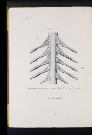 147 Rückenmark, Halsanschwellung von hinten. Hintere Wurzeln und Spinalganglien.