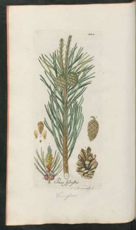 444. Pinus Sylvestris