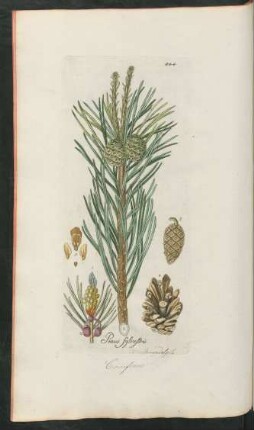 444. Pinus Sylvestris