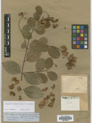 Mascagnia rigida (A. Juss.) Griseb.