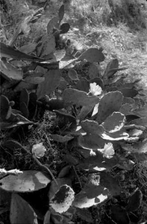 Athen: Kaktusblüten, Lykavittos