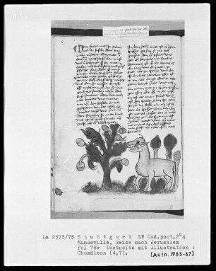 Jean de Mandeville, Reise nach Jerusalem — Chamaläon, Folio 78verso