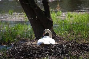 Ballenstedt - Brütender Schwan im Schlosspark : Brütender Schwan im Schlosspark von Ballenstedt, Sachsen-Anhalt, aufgenommen 2007