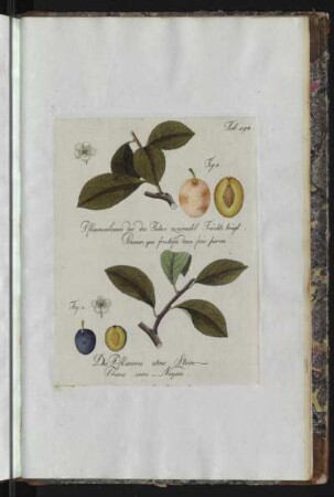 Tab. 194