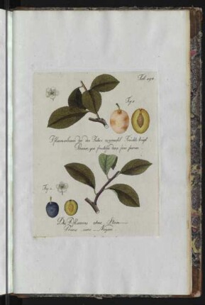Tab. 194