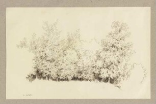 Waldrand