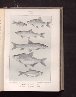 Fische Tafel III