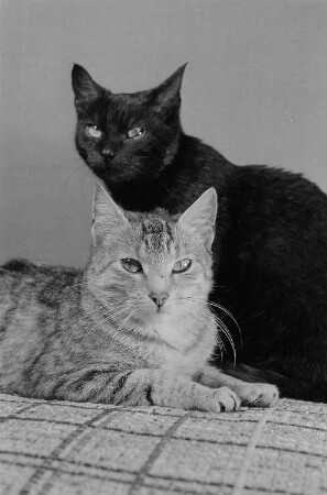 zwei Katzen